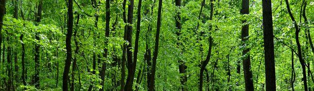 Sunlit Green Forest